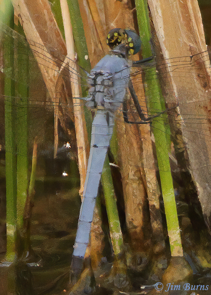 Western Pondhawk male thermoregulating having submersed abdomen in the water, Maricopa Co., AZ, August 2021--1229