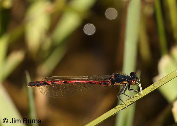 Western Red Damsel male eating small fly, Apache Co., AZ, May 2016