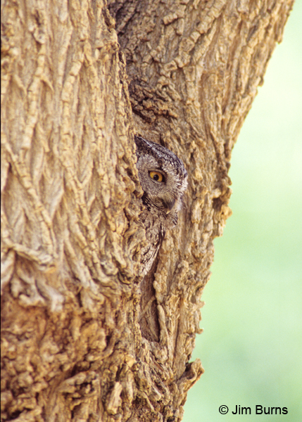 Western Screech-Owl in roost hole