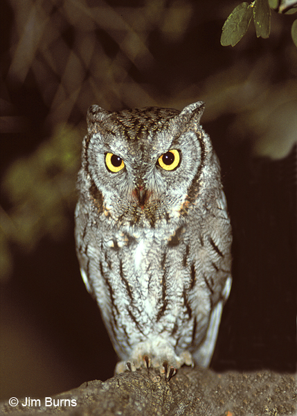 Western Screech-Owl with blood on its beak