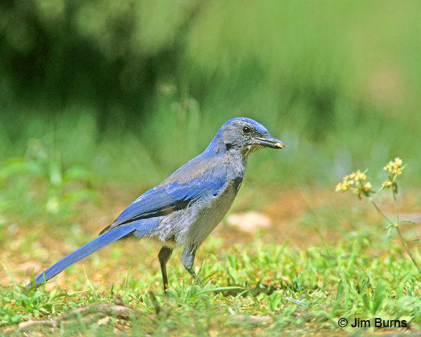 Western Scrub-Jay juvenile with seed