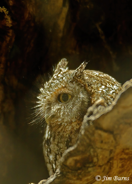 Whiskered Screech-Owl showing length of rictal bristles--0473