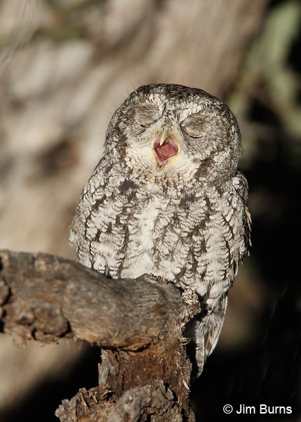 Whiskered Screech-Owl expelling pellet