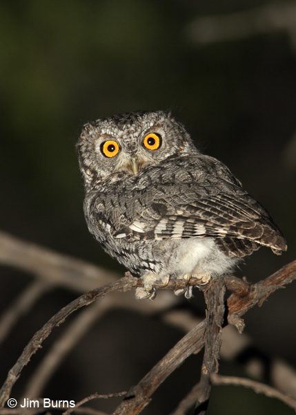 Whiskered Screech-Owl headlights
