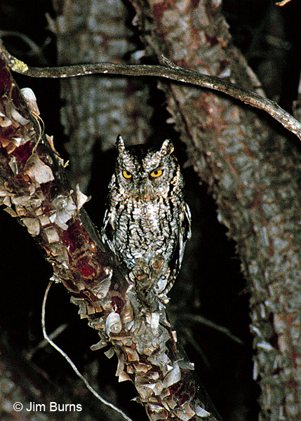 Whiskered Screech-Owl in Alligator Juniper