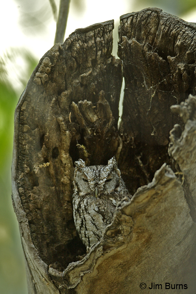 Whiskered Screech-Owl in Oak snag