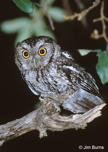 Whiskered Screech-Owl on night patrol
