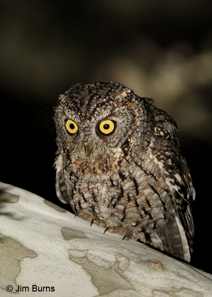 Whiskered Screech-Owl puffed out calling