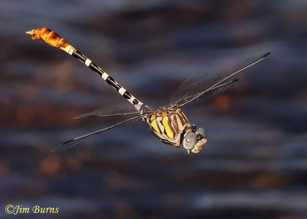 White-belted Ringtail male, Maricopa Co., AZ, October 2022--6301