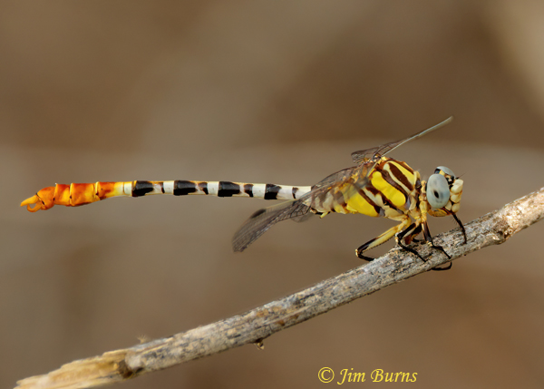 White-belted Ringtail male, Maricopa Co., AZ, August 2021--1247
