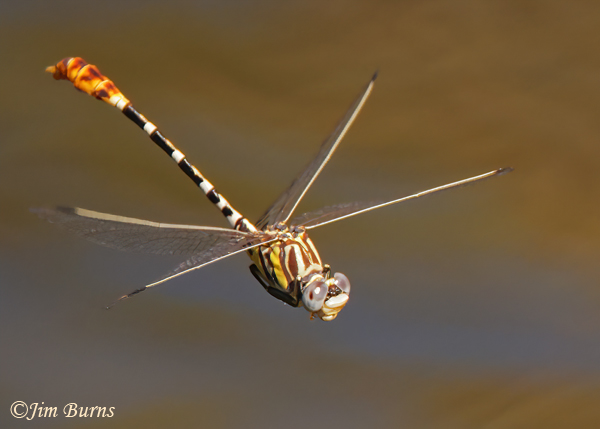 White-belted Ringtail male in flight, Maricopa Co., AZ, September 2022--8173