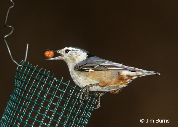 White-breasted Nuthatch at peanut feeder