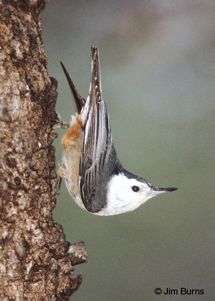 White-breasted Nuthatch in traditional pose