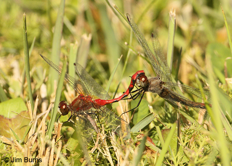White-faced Meadowhawk pair in tandem, female ovipositing, St. Louis Co., MN, September 2011