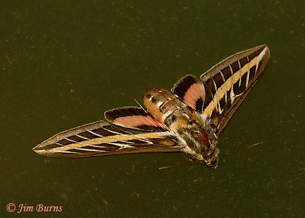 White-lined Sphinx Moth in flight over pond--5160