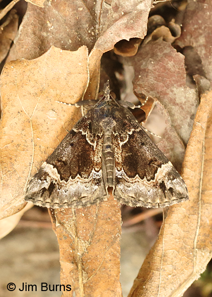 White-lined Bomolocha Moth female, Arkansas