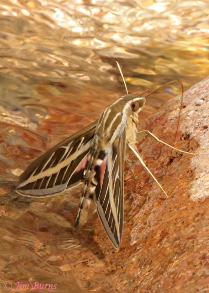 White-lined Sphinx Moth drinking from creekbed, Arizona--4266