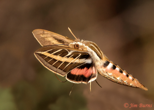 White-lined Sphinx Moth in flight #2, Arizona--5305
