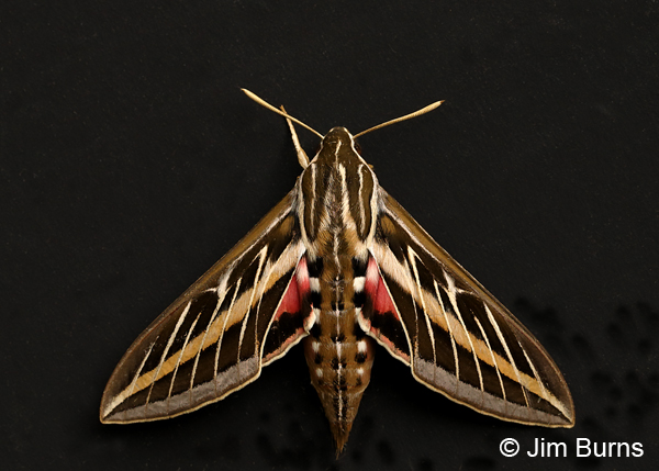 White-lined Sphinx  Moth, Arizona