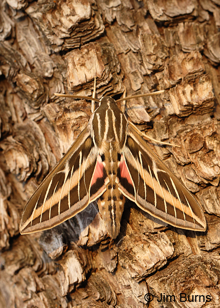 White-lined Sphinx Moth, camouflage on tree bark, Arizona