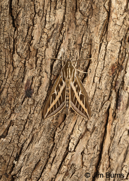 White-lined Sphinx Moth camouflage, Arizona