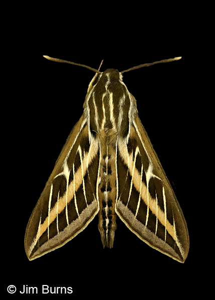 White-lined Sphinx Moth dorsal view, Arizona