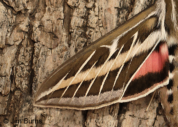 White-lined Sphinx Moth hindwing color, Arizona
