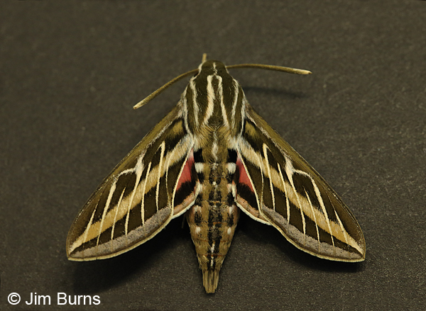 White-lined Sphinx Moth showing hindwing color, Arizona