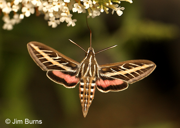White-lined Sphinx moth at Butterfly Bush, Arizona
