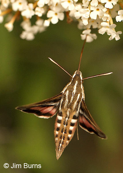 White-lined Sphinx moth at Butterfly Bush vertical, Arizona
