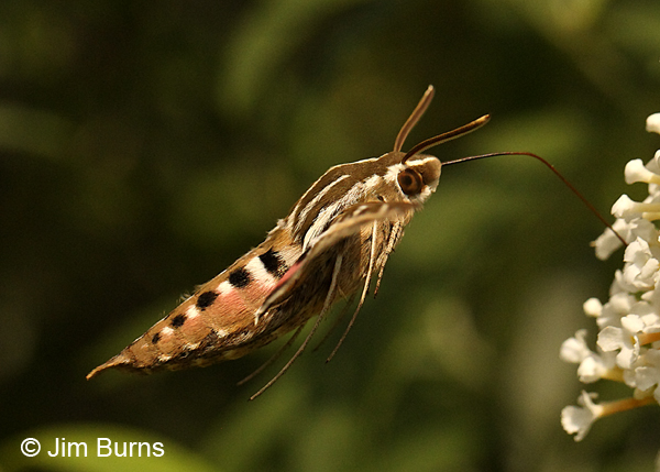 White-lined Sphinx moth lateral close-up, Arizona