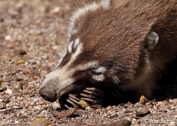 An adult female White-nosed Coati opens a fallen pecan in the Herb Garden.