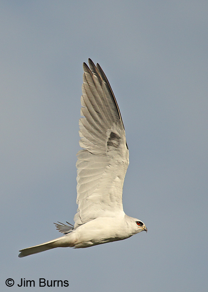 White-tailed Kite adult in flight vertical