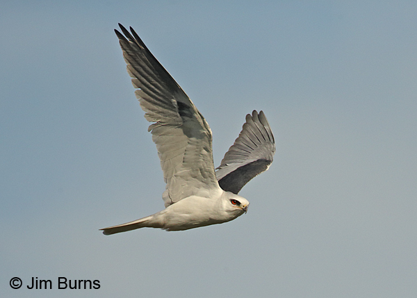 White-tailed Kite adult in flight