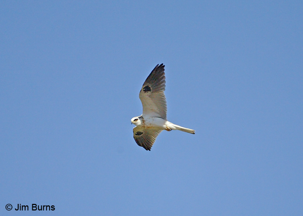 White-tailed Kite juvenile in flight