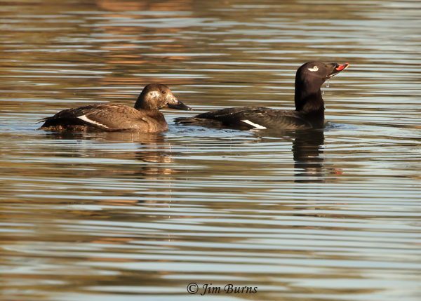 White-winged Scoter pair, male drinking--9689