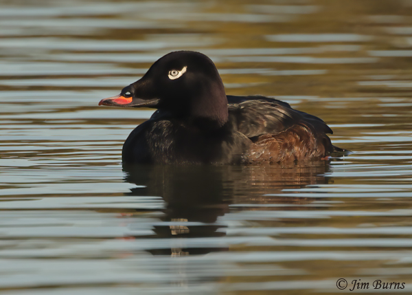 White-winged Scoter male--9826