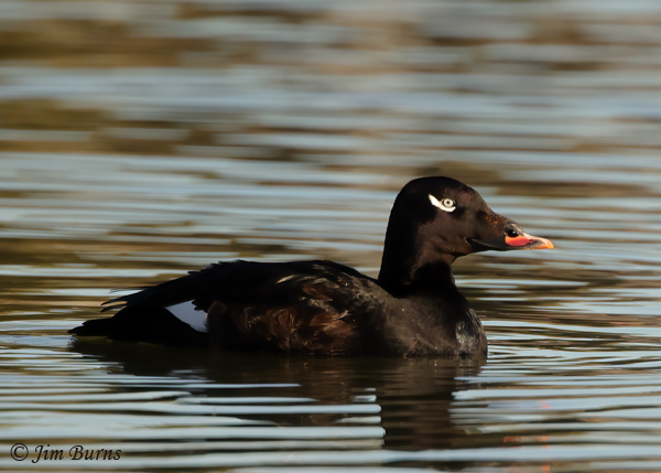 White-winged Scoter male #2--9843