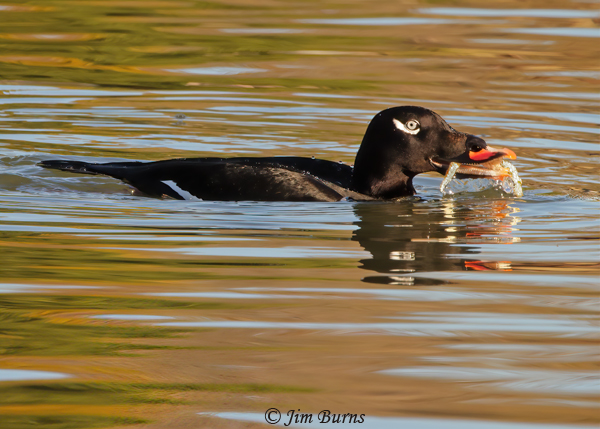 White-winged Scoter male with fish #2--9912