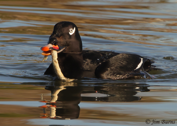 White-winged Scoter male with fish--9917
