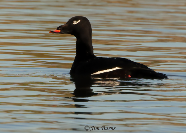 White-winged Scoter male #3--9924