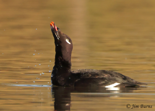 White-winged Scoter male drinking--9995