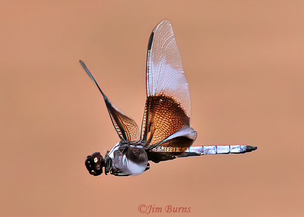 Widow Skimmer male in flight, Maricopa Co., AZ, October 2023--6999