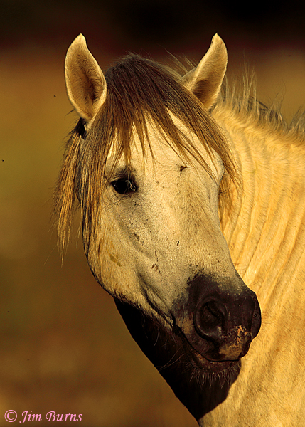 Wild Horse closeup, Arizona--2521
