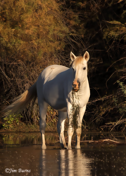 Wild Horse eating Eel Grass in river--5686