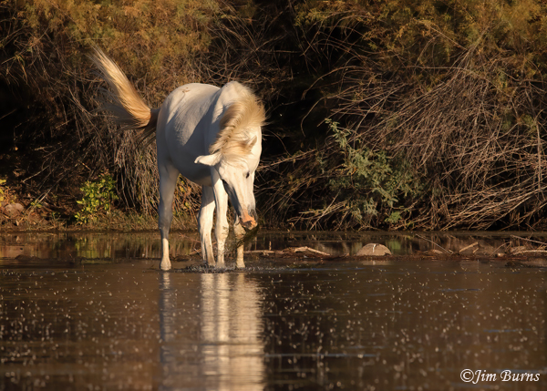 Wild Horse pulling Eel Grass from river--5710