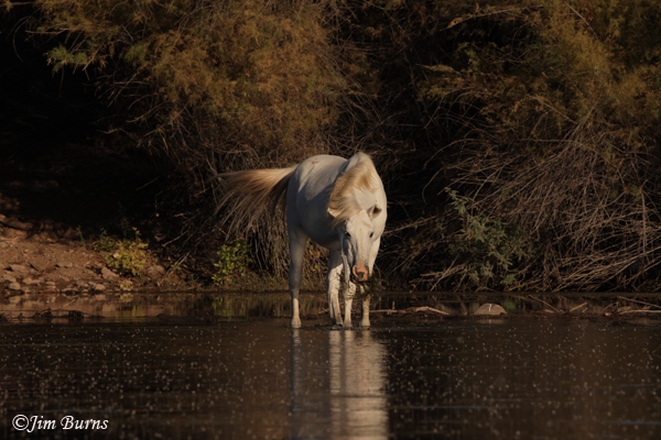 Wild Horse pulling Eel Grass from river--707