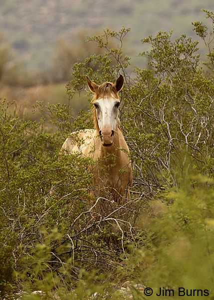 Wild Horse in mesquite, Arizona--8167
