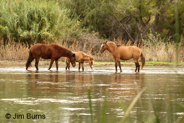 Wild Horse family at river, Arizona