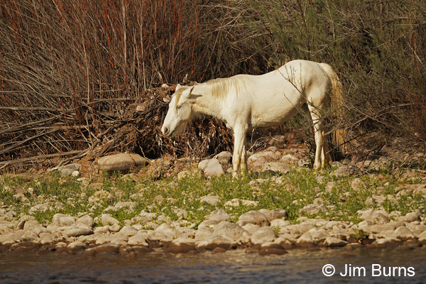 Wild Horse white mare, Arizona